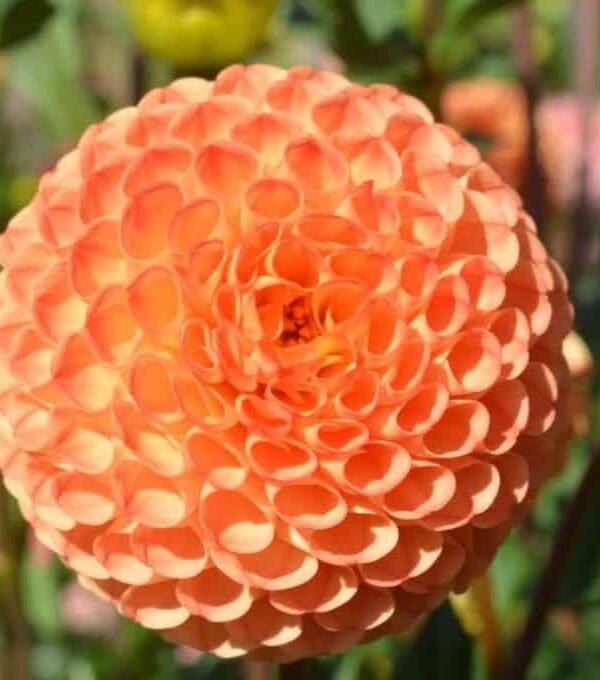 Ms. Kennedy Dahlia Tuber