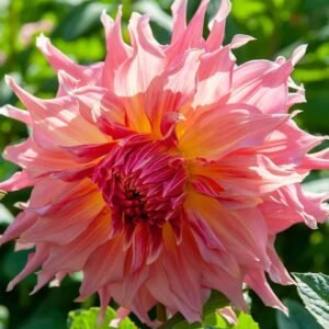 Penhill Watermelon Dahlia Tuber