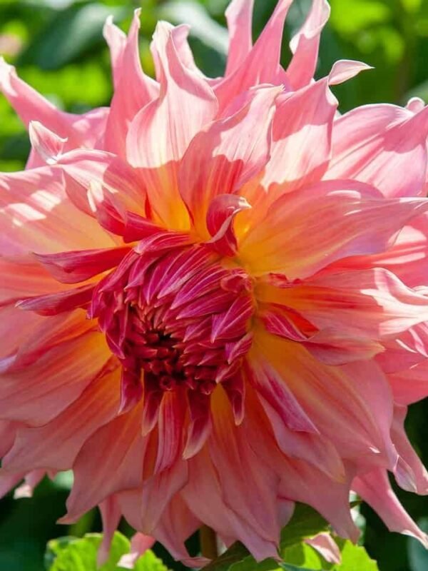 Penhill Watermelon Dahlia Tuber
