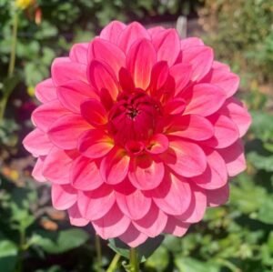 Salmon Kiss Dahlia Tuber