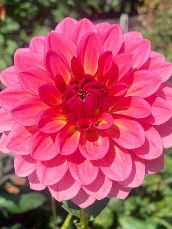 Salmon Kiss Dahlia Tuber