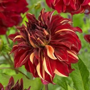 Bohemian Spartacus Dahlia Tuber