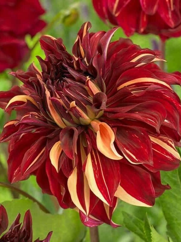 Bohemian Spartacus Dahlia Tuber