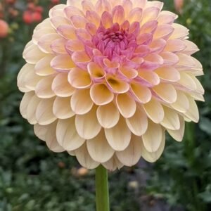 Coseytown Gale Dahlia Tuber