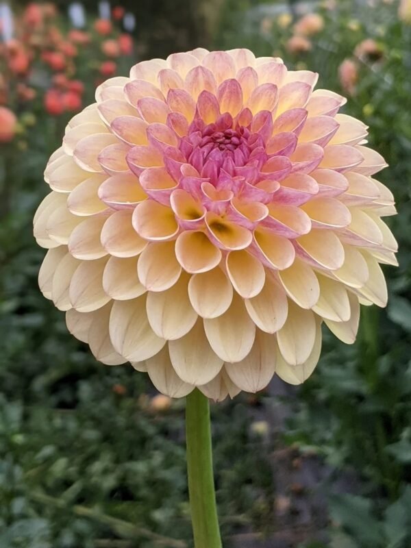 Coseytown Gale Dahlia Tuber