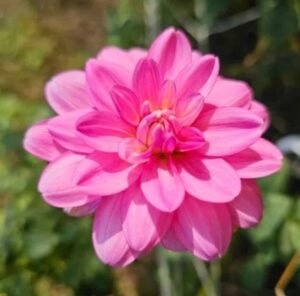 Cutie Patootie Dahlia Tuber