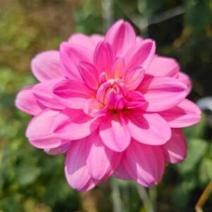 Cutie Patootie Dahlia Tuber