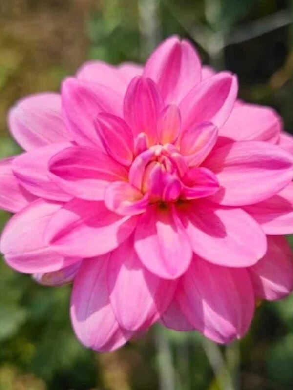 Cutie Patootie Dahlia Tuber