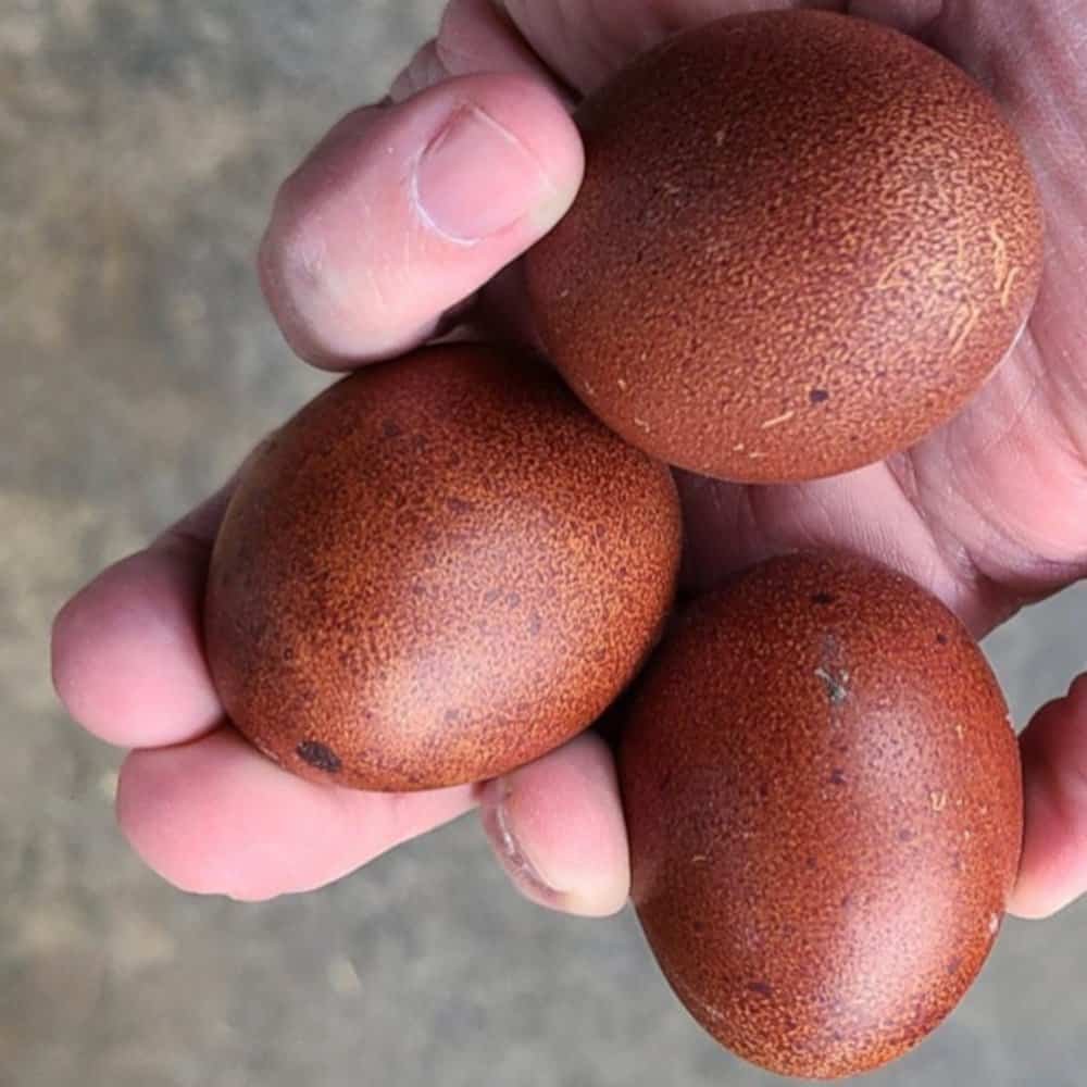 Fresh Eggs (local pickup only) - Image 3