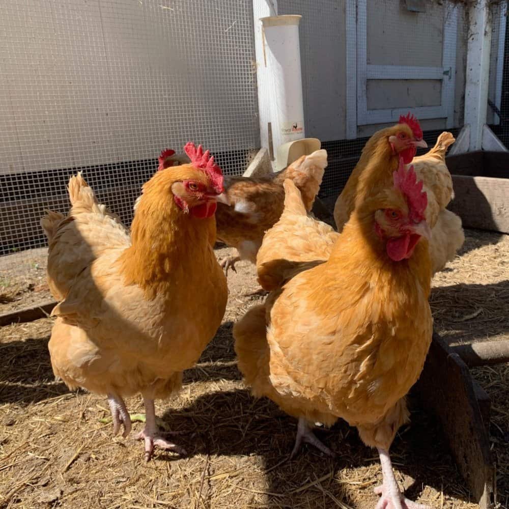 Fresh Eggs (local pickup only) - Image 2