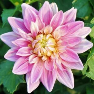 Gabbie's Wish Dahlia Tuber