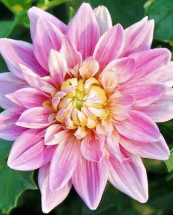 Gabbie's Wish Dahlia Tuber
