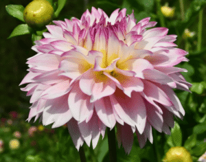 Hollyhill Pinkie Dahlia Tuber