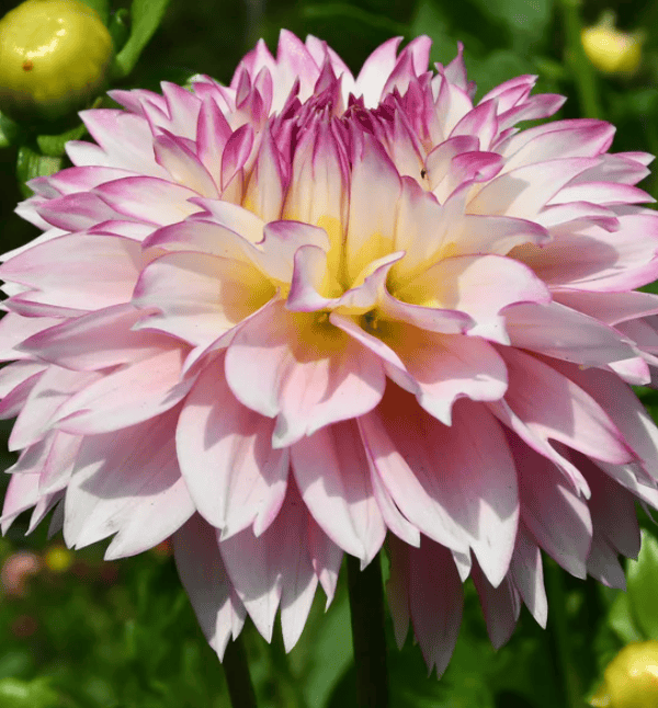 Hollyhill Pinkie Dahlia Tuber