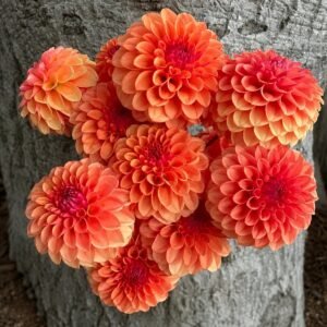 KA's® Blood Orange Dahlia Tuber