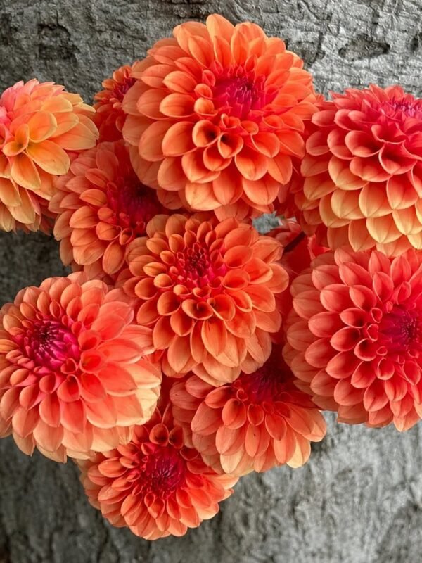 KA's® Blood Orange Dahlia Tuber