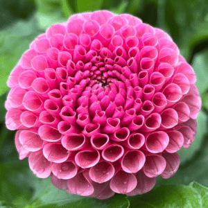 Koko Puff Dahlia Tuber