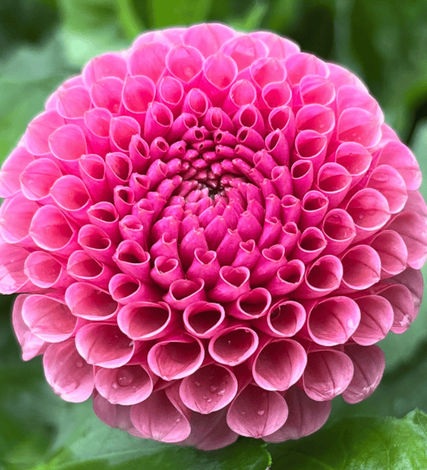 Koko Puff Dahlia Tuber