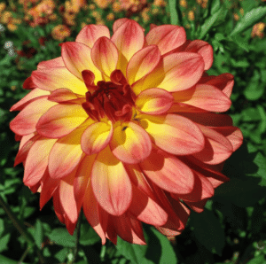 Mai Tai Dahlia Tuber