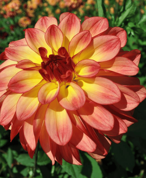Mai Tai Dahlia Tuber