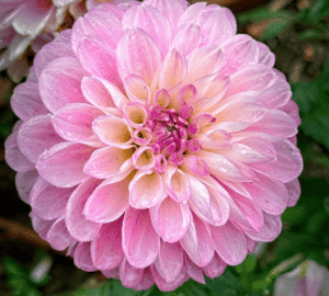 Marionberry Milkshake Dahlia Tuber