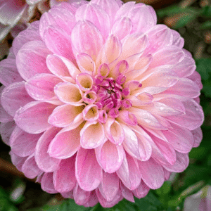 Marionberry Milkshake Dahlia Tuber