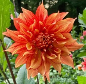 Mary P Dahlia Tuber