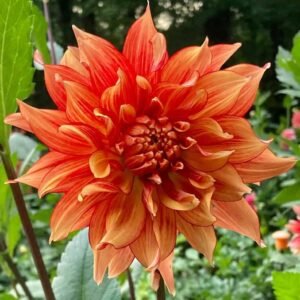 Mary P Dahlia Tuber