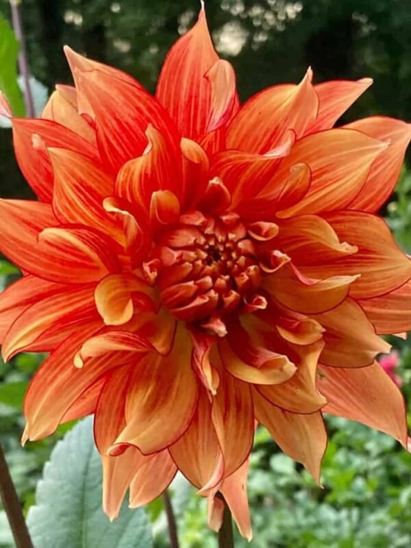Mary P Dahlia Tuber