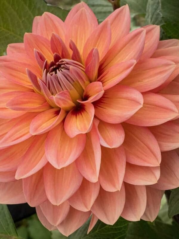 Nicholas Dahlia Tuber