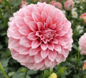Peaches N Cream Dahlia Tuber