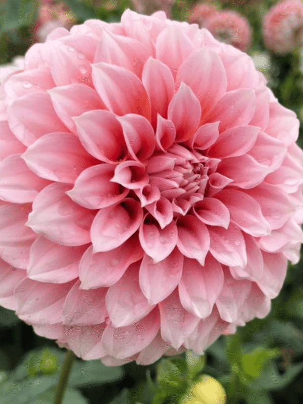 Peaches N Cream Dahlia Tuber