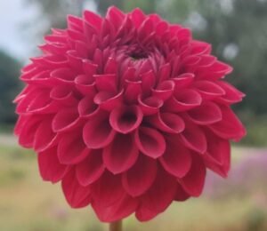 Sheval Megan Dahlia Tuber