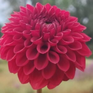 Sheval Megan Dahlia Tuber