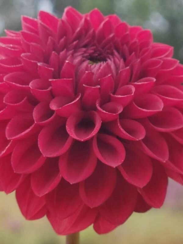 Sheval Megan Dahlia Tuber