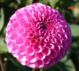 Sir Richard Dahlia Tuber