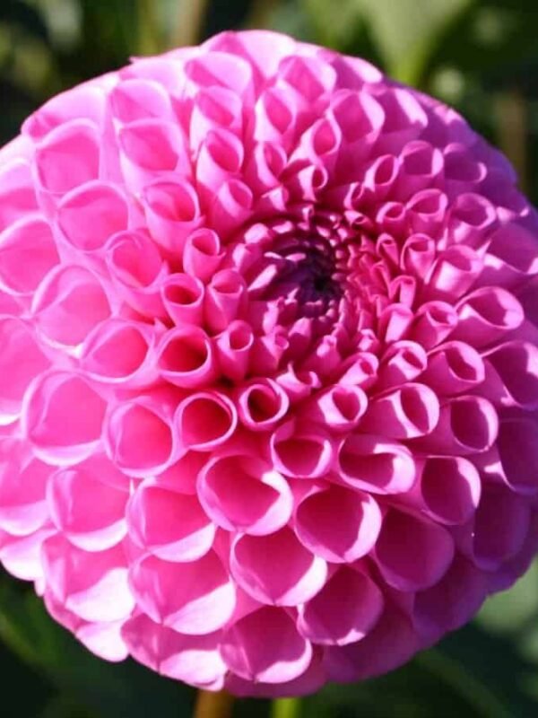 Sir Richard Dahlia Tuber