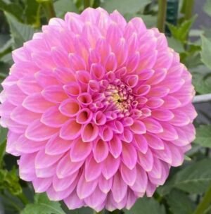 Skipley Spot of Gold Dahlia Tuber