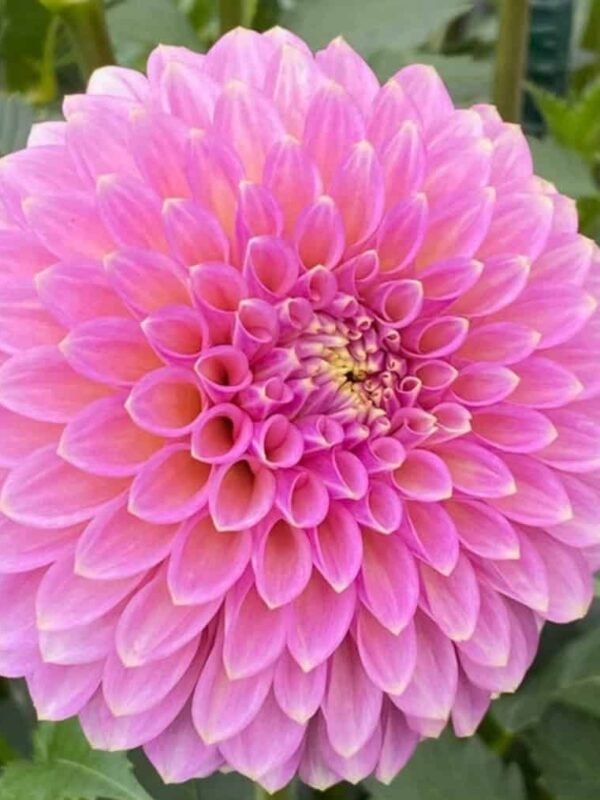 Skipley Spot of Gold Dahlia Tuber