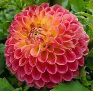 Snoho Doris Dahlia Tuber