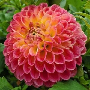 Snoho Doris Dahlia Tuber