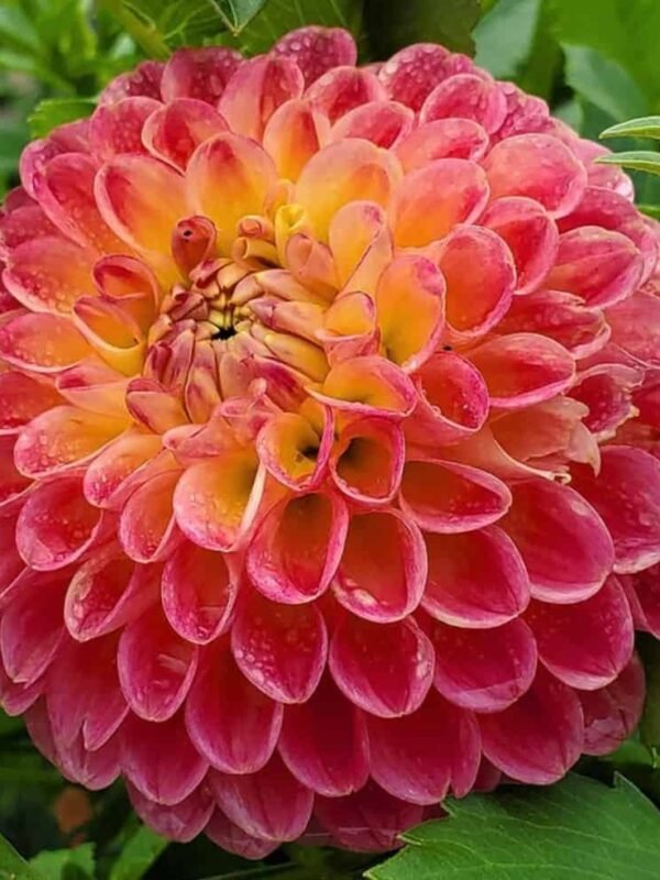 Snoho Doris Dahlia Tuber
