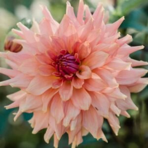 Terracotta Dahlia Tuber