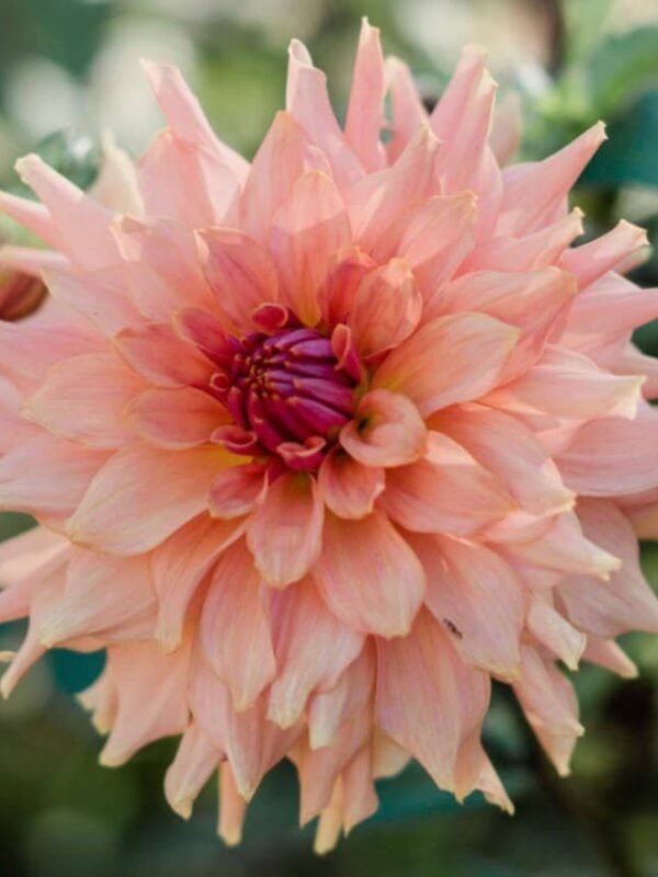 Terracotta Dahlia Tuber