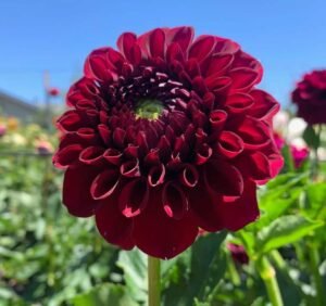 Ty Royal Dahlia Tuber