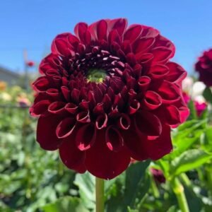 Ty Royal Dahlia Tuber