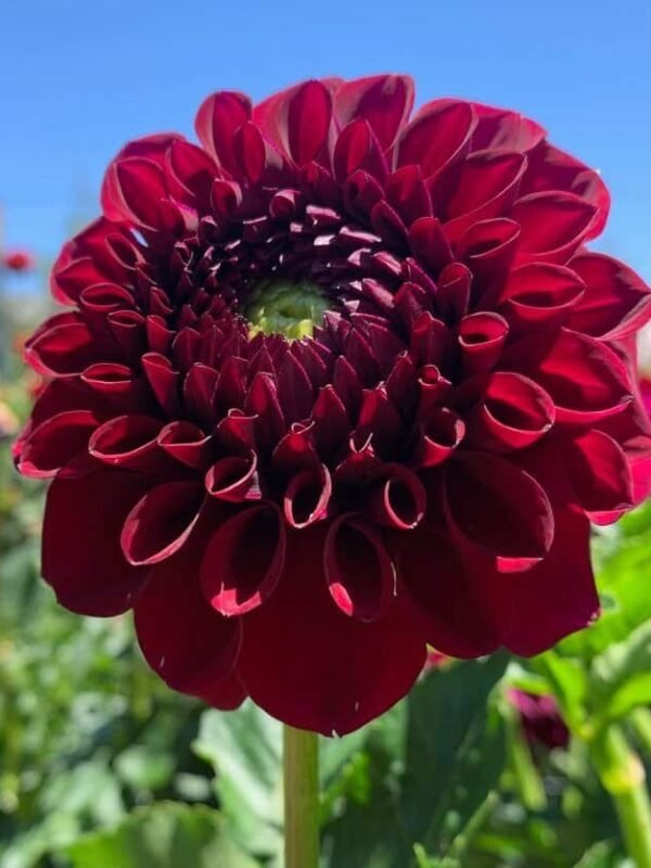 Ty Royal Dahlia Tuber