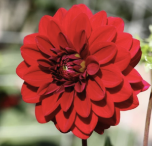 Wisconsin Red dahlia