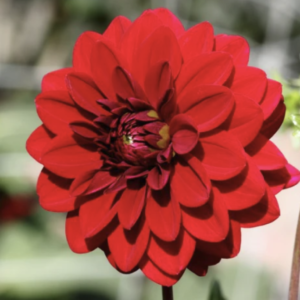 Wisconsin Red dahlia