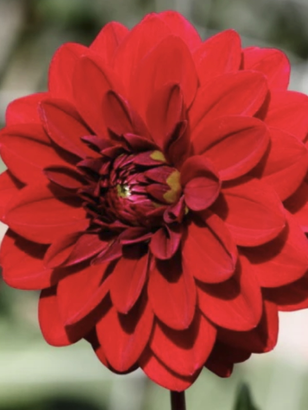 Wisconsin Red dahlia